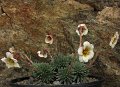 saxifraga 'Iris Prichard' 2